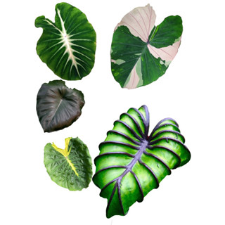 colocasia alocasia บอนด่างโคโล โคโลคาเซีย สินค้าตัดสดหลากหลายสายพันธุ์