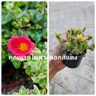 แพรทับทิม หรือ คุณนายญี่ปุ่น / คุณนายใบด่าง กระถาง3 นิ้ว