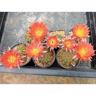 🌵💥 โลบีเวีย 💥🌵 Lobivia cactus รู้สีดอก  ขนาดต้น 3 ซม. พร้อมออกดอกทันที เคยออกดอกแล้วทุกต้น  ต้นกระบองเพชร ต้นแคคตัส