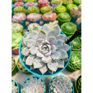 Echeveria Snow bunny กระถางใหญ่