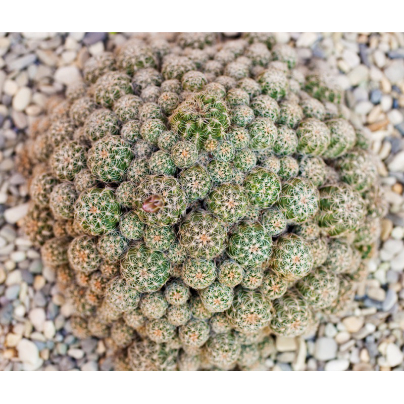 หน่อยิมโนบรูชิอาย (Gymnocalycium bruchii) กระบองเพชร แคคตัส ไม้อวบน้ำ cactus succulent