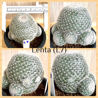 แมมเลนตา Mammillaria lenta ไม้เมล็ด ขนาด 7.8 cm