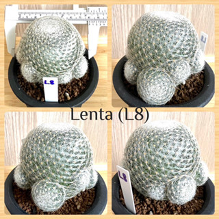 แมมเลนตา Mammillaria lenta ไม้เมล็ด ขนาด 7.9 cm