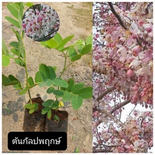 ต้นกัลปพฤกษ์ ดอกสีชมพูอ่อนสวย/ซื้อ 3 แถม1ถุง/ ออกเป็นช่อระหว่างผลัดใบ ไม้มงคล