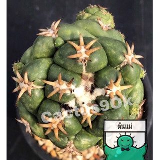 แคคตัส ช้างทันชิ หนามสั้น Coryphantha elephantidens cv. Tanshi cactus ไม้กราฟ จำนวน 1 ต้น