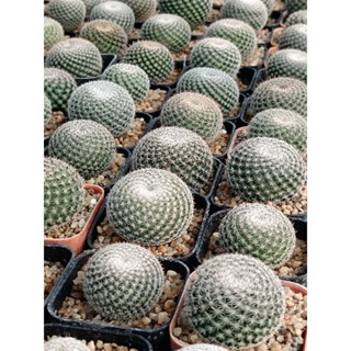 นกฮูก Mammillaria Perbella