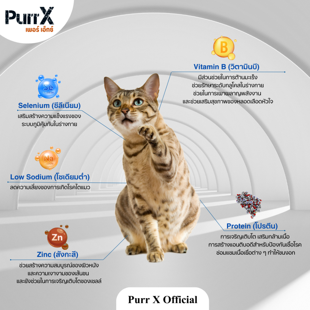 【3 แถม 1 คละได้ 】Purr X ขนมฟรีซดรายเกรดพรีเมียม สูตรเนื้ออกเป็ด ขนาด 40 กรัม Freeze Dried Duck Breast 40 g. ขนมแมว ขนมส - รูปที่ 5