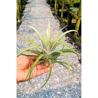 Tillandsia_capitata_silver_rose