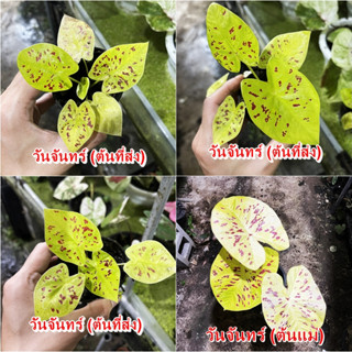 วันจันทร์บอนสี ตับวัน ไม้ผ่าหัว บอนสีตัวเทพ บอนสีราคาส่ง caladium บอนสีไทย