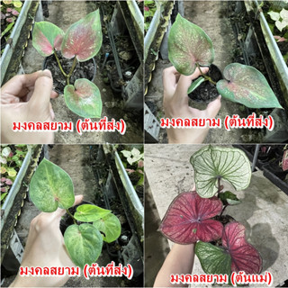 มงคลสยามบอนสี ไม้ผ่าหัว บอนสีตัวเทพ บอนสีราคาส่ง caladium บอนสีไทย