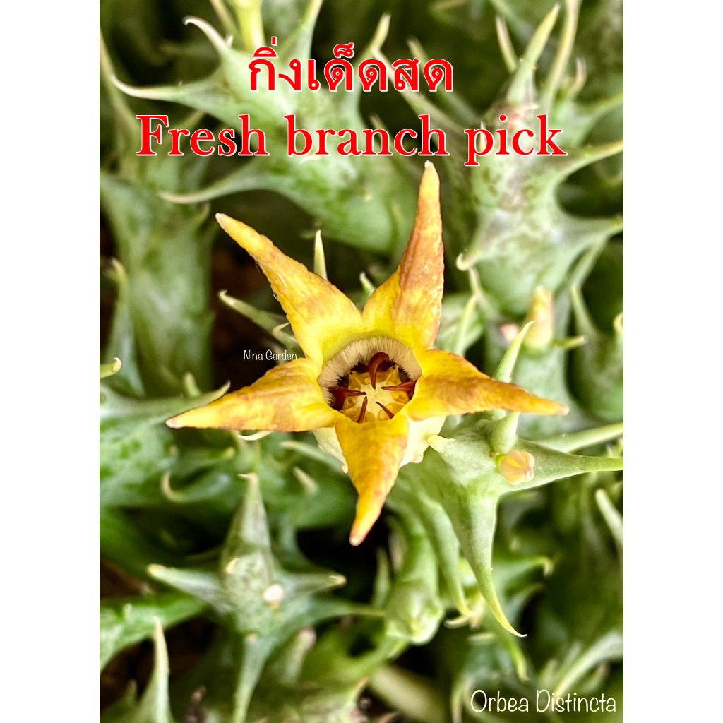 เก๋งจีน Orbea Distincta *กิ่งเด็ดสด* แคคตัส ไม้อวบน้ำ Cactus and Succulent
