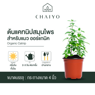 ต้นแคทนิป สมุนไพรสำหรับแมว ออร์แกนิค Organic Catnip  กระถาง 4 นิ้ว