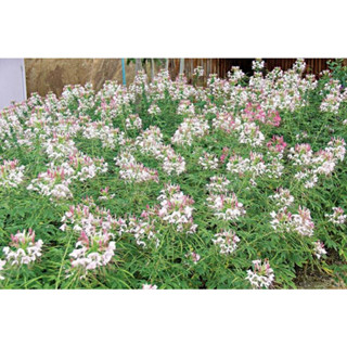 เมล็ดดอก เสี้ยนฝรั่ง (Cleome) คละสี  45 เมล็ด  ซองละ 29 บาท  เสี้ยนฝรั่งต้นสูง ช่อดอกมีขนาดใหญ่