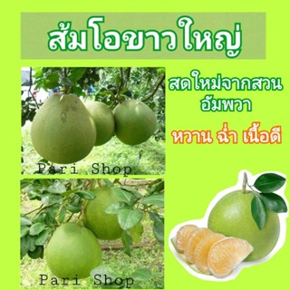 ส้มโอ ขาวใหญ่อัมพวา ส่งตรงจากสวน เนื้อดี หวานฉ่ำ ปอกง่าย