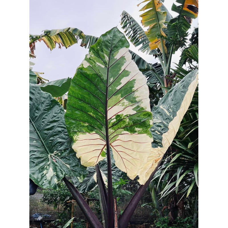 บอนกระดาษด่างก้านดำ Alocasia Black Stem