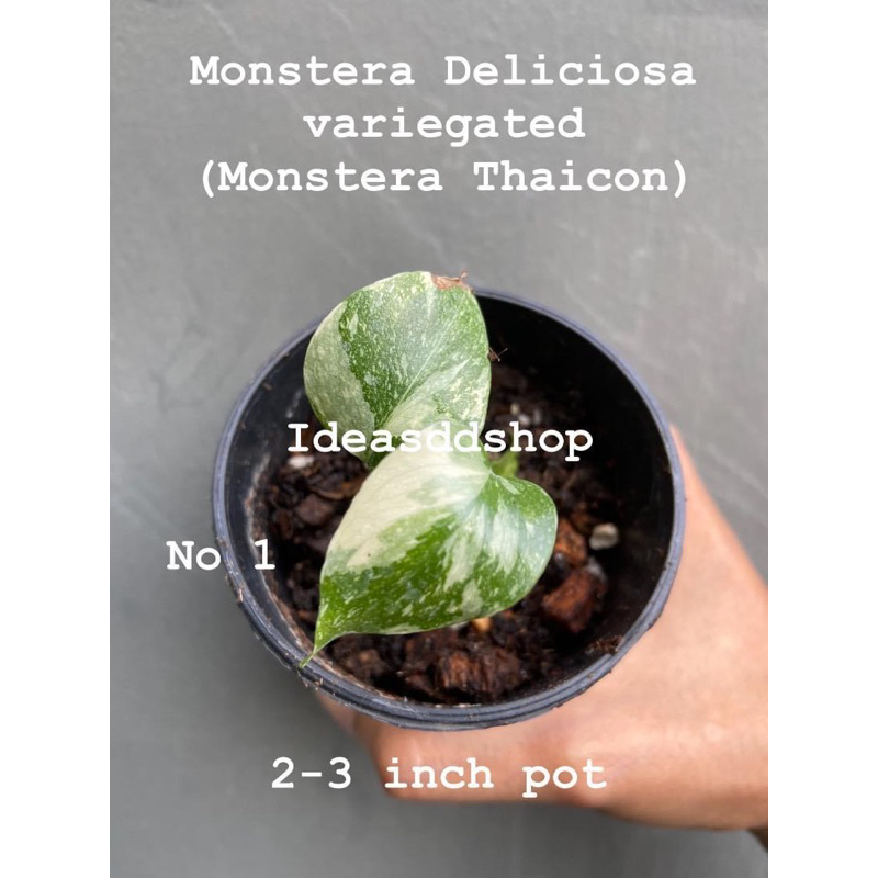 Monstera deliciosa variegated (Thaicon) ไทคอน ด่างกลาย เลือกต้นได้ มอนสเตร่าไทคอน มอนเตร่าไทคอน ไทคอนด่าง