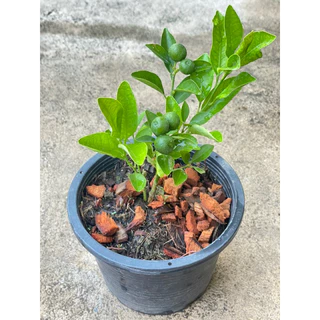 ต้นส้มจี๊ด ติดลูกแล้วมี 3 ขนาด กระถาง 5",8",10" รากเดินดี🍊🍊