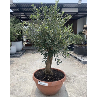 ส่งฟรี Kerry ต้นโอลีฟ ต้นมะกอก ของแท้ พร้อมใบเซอร์ การันตรี นำเข้า พร้อมเลขPlants ฟอร์มสวย ฟอร์มดี "ต้น 𝐎𝐥𝐢𝐯𝐞 ‘𝐎𝐥𝐞𝐚 𝐄𝐮𝐫𝐨