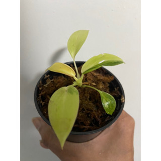 กรีนคองโก กรีนคองโก้ด่าง กรีนคองโกไฮบริด Philodendron Green congo hybrid