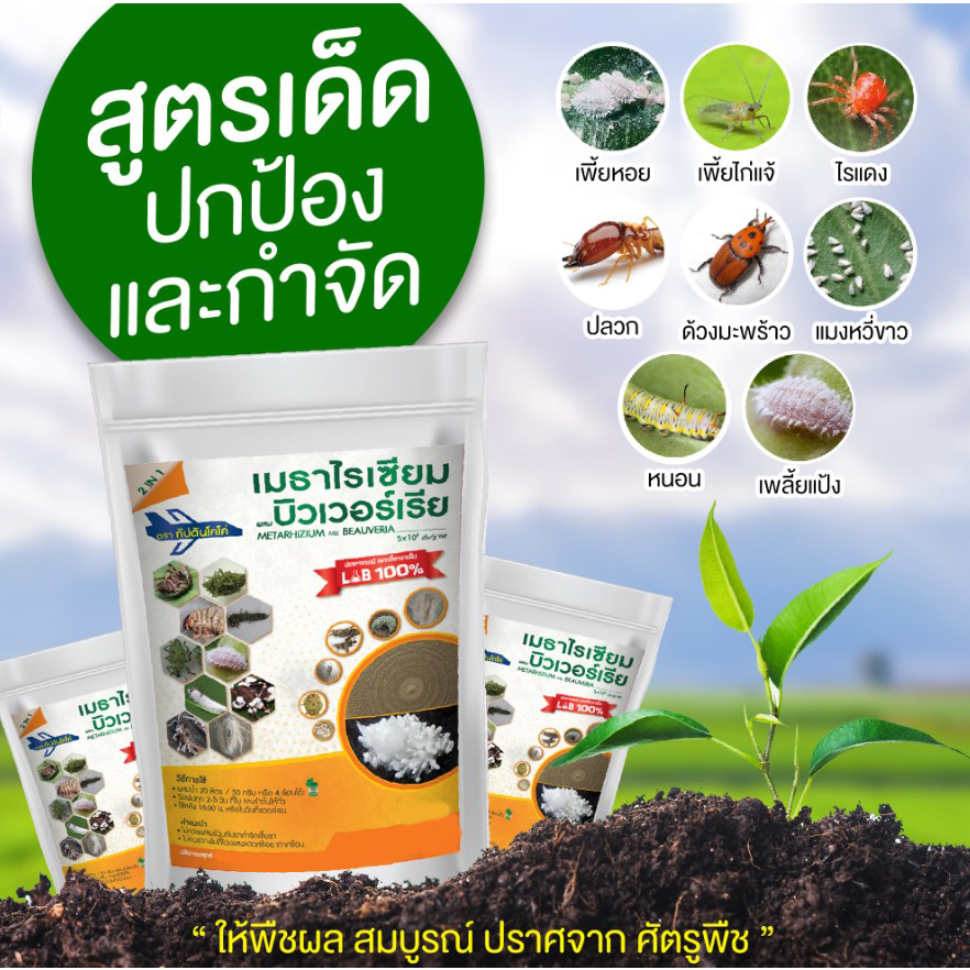 เชื้อราบิวเวอร์เรีย + เชื้อราเมธาไรเซียม แบบผง เพาะเชื้อจากห้อง LAB พร้อมใช้ ปลอดภัย 100 %