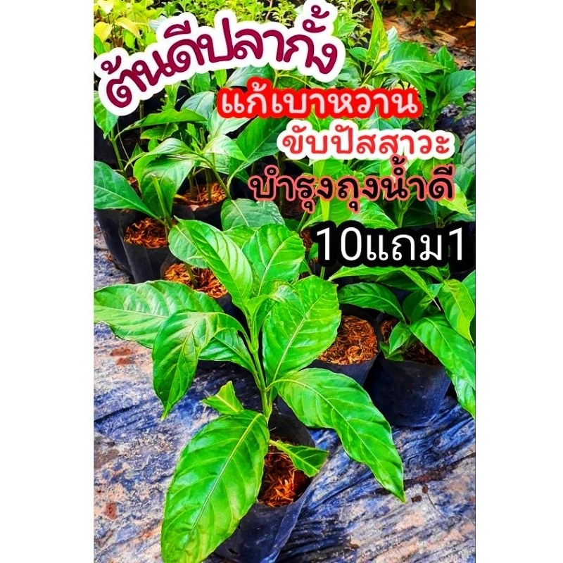 ต้นดีปลากั้ง ตั้นดีปลาช่อน ต้นไม้ สมุนไพร ตำรับยาไทยโบราณ นักษา บำรุง ป้องกัน อภัยภูเบศร์ ฟอกอากาศ แต่งบ้าน  ผักสวนครัว