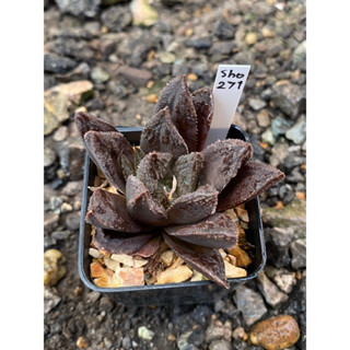 Haworthia Hybird Thailand กระถาง 2 นิ้ว (ส่งทั้งกระถาง) รหัส271-280