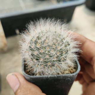 แมมขนแมว Mammillaria bocasana