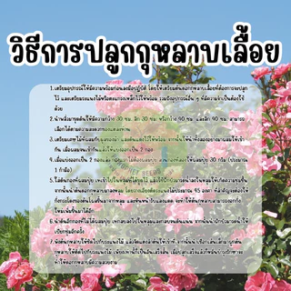 กุหลาบเลื้อยสีแดง50เมล็ด แถมวิธีปลูกฟรี