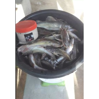 เหยื่อตกปลากดผีสิง สูตรเข้มข้นกระปุกใหญ่400กรัม