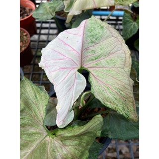 Syngonium Strawberry Ice สตรอเบอรรี่ ไอซ์ กระถาง8นิ้ว