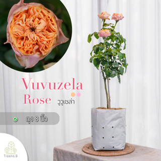 Treeno.9 T350 Vuvuzela Rose​ (กุหลาบ วูวูเซล่า)​ ต้นใหญ่ ถุง 8 นิ้ว / สูง 60-70 ซม. / ไม้ประดับ ไม้ดอก (ต้นไม้)