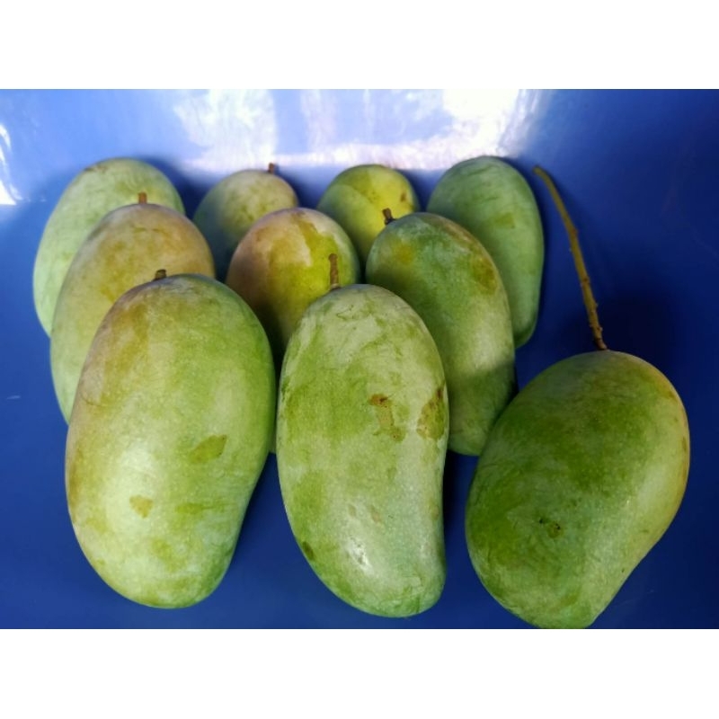 พร้อมส่ง🥭มะม่วงอกร่องโบราณ(ส่งแบบดิบแก่)🥭 เนื้อขาว/เหลืองทอง*ย้ำอย่าสั่งซื้อ มากกว่า 9 กิโล ต่อ 1 คำสั่งซื้อ ครับ