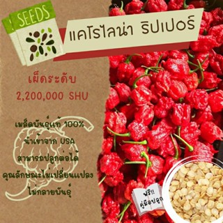 🔥เมล็ดพริก แคโรไลน่า ริปเปอร์ พันธุ์แท้ 100% 🔥ปลูกง่าย โตไว ชุดละ 10 เมล็ด พร้อมคู่มือเพาะปลูก