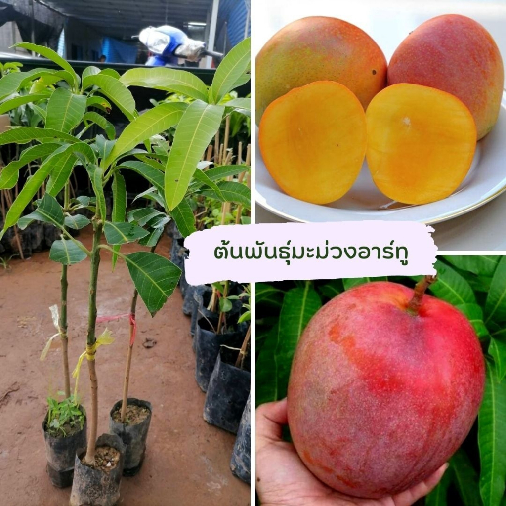 ต้นมะม่วงอาร์ทูอีทู🌿  ต้นเสียบยอด ต้นพันธ์ุประมาณ 45-55 เซนติเมตร (1 ต้น )