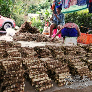 หญ้าหวานอิสราเอล 50 ท่อน แถมฟรี 20 ท่อน