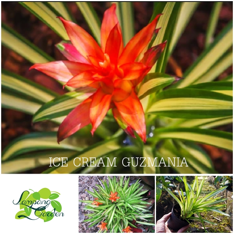 👑ต้นสับปะรดสี ลอนโด้ด่าง Ice cream Guzmania ส่งแบบถอดกระถาง สัปปะรดสีไม้กระถาง ไม้ใบ 👑