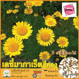 ซื้อ5 แถม1 เมล็ดพันธุ์ ดอกเดซี่มากาเรตสีทอง คละสี 40 เมล็ด (Golden Marguerite Daisy) เมล็ดพันธุ์แท้ ปลูกง่าย อัตรางอกสูง