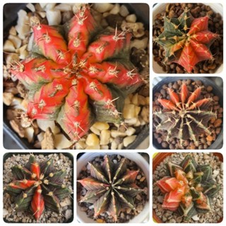 ยิมโนด่าง (Gymnocalycium) ไม้เมล็ด แคคตัส พืชอวบน้ำ