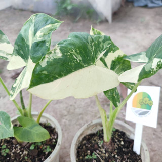 บอนกระดาดด่าง Alocasia macrorrhizos (L.) G.Don Verigated