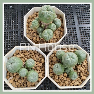 Lophophora โลโฟโฟร่า ฟอร์มกอ กระถาง 3"