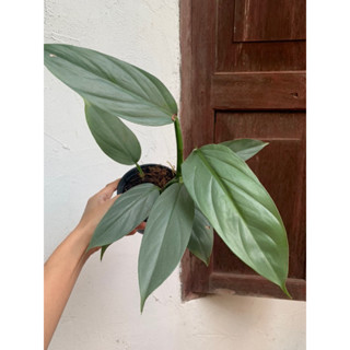 ฟิโลดาบเงิน philodendron silver sword ต้นใหญ่ ใบใหญ่ กระถาง 5 นิ้วจัดส่งตามภาพ