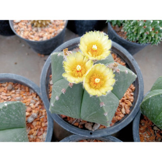 🌵💥 แอสโตรมายริโอ้ แม่พันธ์ุ💥🌵 Astrophytum myriostigma ไม้เมล็ด ขนาด 8-10 ซม. ต้นกระบองเพชร ต้นแคคตัส (แคคตัส กระบองเพชร)