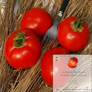 เมล็ดพันธุ์ มะเขือเทศ เซ็งต์ปีแอร์ Tomato  Saint Pierre Seeds เมล็ดพันธุ์นำเข้า 100% ผ่านการทดสอบอัตราการงอกแล้ว