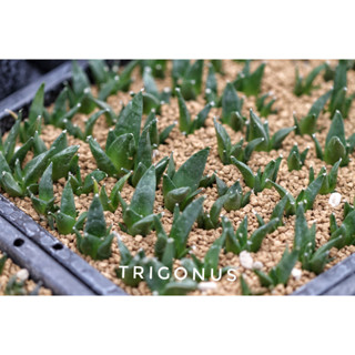 Ariocarpus trigonus ไม้เมล็ด 1.5-2ซม.
