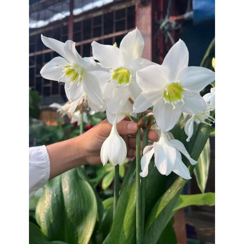 ว่านมหาโชค1หัวพัธุ์ส่งเป็นต้นที่อื่น🌺🌺🌺60+++ที่นี้ราคาถูกมีจำนวนจำกัดนะคะ🥰🥰🥰
