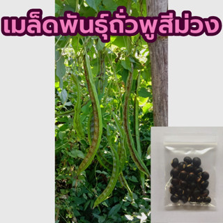 เมล็ดพันธุ์ถั่วพูสีม่วง ซองละ25 เมล็ด ราคา20บาท กลิ่นเหม็นเขียวน้อยกว่าถั่วพูทั่วไป