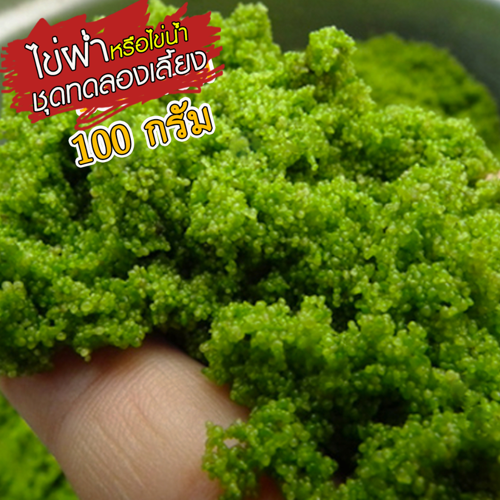 Wolffia ไข่ผำ ผำ หรือ ไข่น้ำ ผำสดยอดโปรตีน สด สะอาด ใหม่ ปลอดภัย  ประโยชน์เยอะ ราคา ถูกที่สุด ดีลบีเคเค แกลเลอรีภาพที่ 2