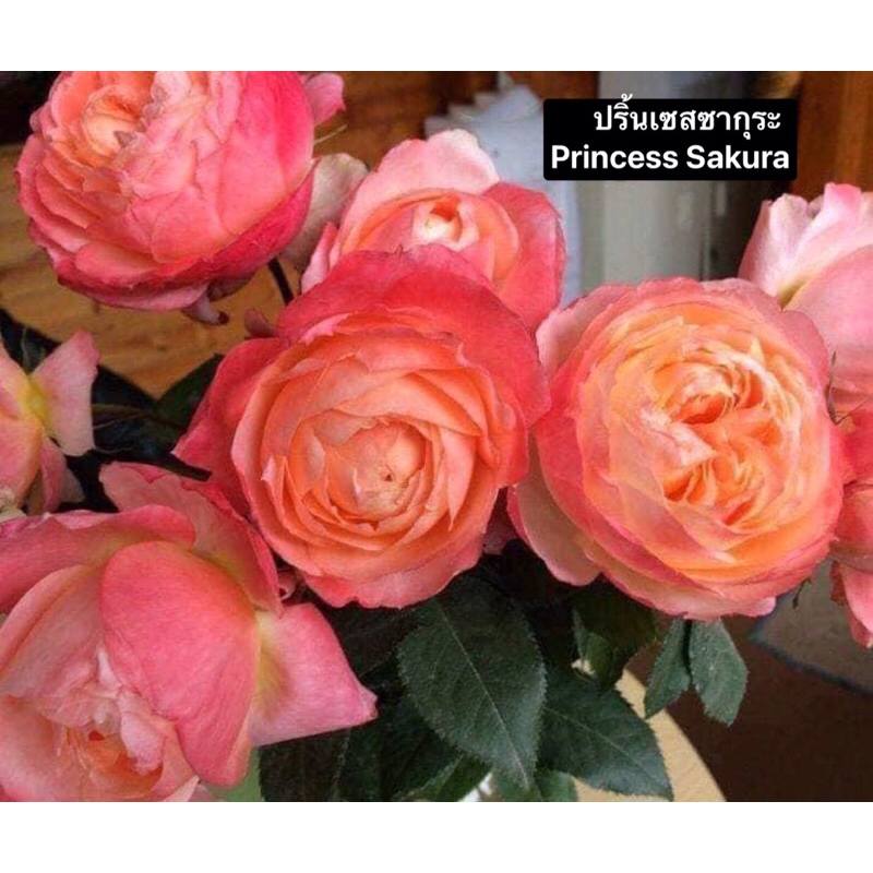 กุหลาบ-ปริ้นเซสซากุระ Princess Sakura สีส้มแซลมอนเจือด้วยสีชมพูเล็กน้อย