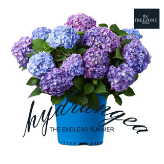 Hydrangea endless summer - ต้นไฮเดรนเยีย สายพันธุ์ Endless summer  โทนสีฟ้า ม่วง ชมพู ออกดอกทั้งปี