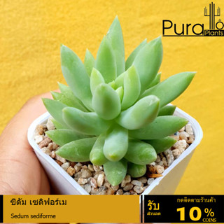 ต้นไม้อวบน้ำ กุหลาบหิน ซีดัม เซดิฟอร์เม Sedum sediforme #succulent #Sedum